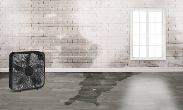 Best Basement water damage restoration  in Rosemount, MN